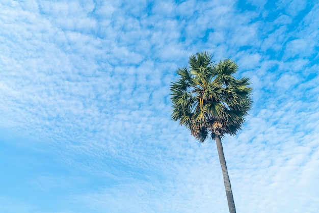 palmier avec beau ciel bleu et nuages