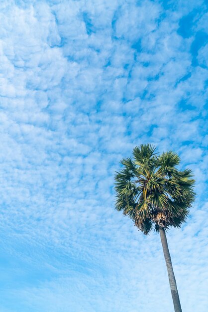 palmier avec beau ciel bleu et nuages