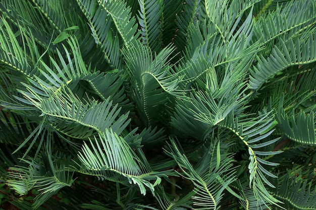 Le palmier a beaucoup de feuilles en arrière-plan