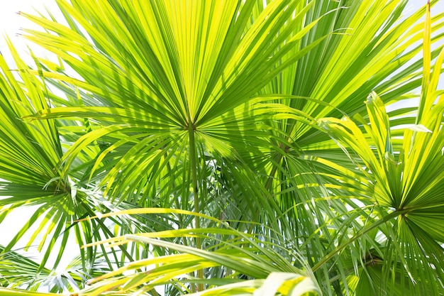 Palmier Belles feuilles vertes