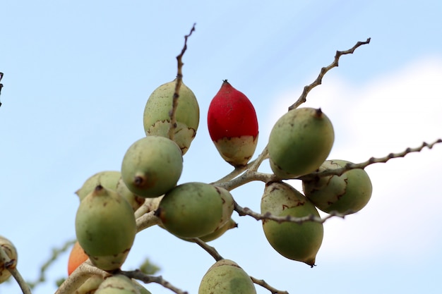 Palmier Bétel sur arbre