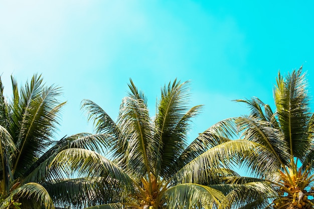 Photo palmier sur un ciel bleu avec fond de soleil