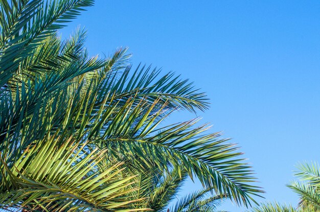 Palmier sur ciel bleu