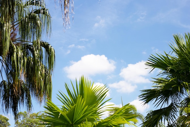 Palmier avec le ciel bleu