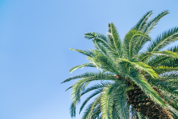 Palmier contre le ciel bleu. Arbre d'été. Copiez l'espace.