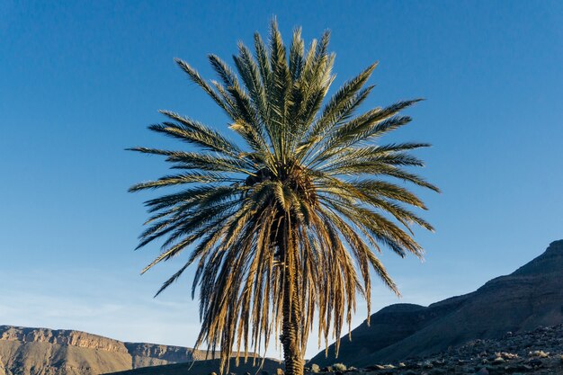 palmier contre ciel bleu