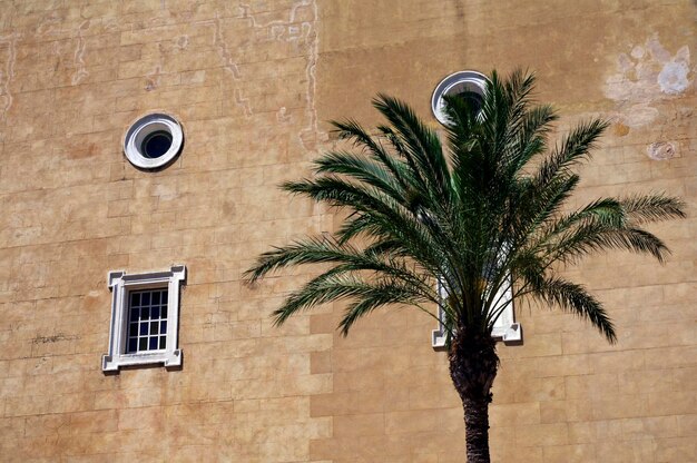 Photo un palmier contre un mur de pierre