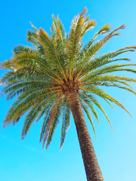 Palmier contre la surface de l'été ciel bleu