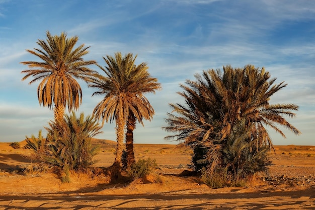 Palmier dans le désert du Sahara