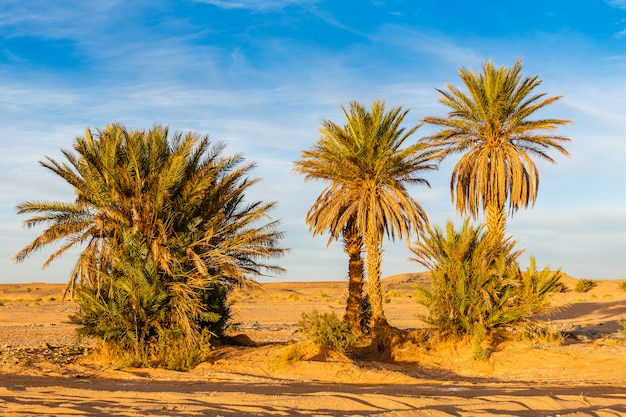 Palmier dans le désert du Sahara