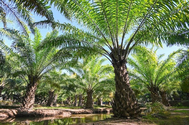 Palmier dans le jardin de palmiers avec de belles feuilles de palmier nature et soleil matinal plantation d'huile de palme grandir l'agriculture pour l'agriculture Asie