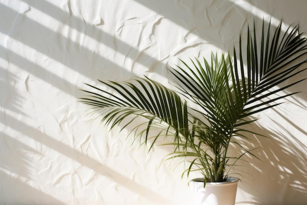 Un palmier dans un vase blanc avec des ombres sur un mur blanc.