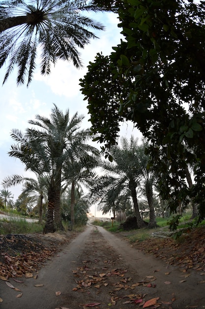 palmier dattier de la famille des palmiers cultivé pour ses fruits comestibles sucrés