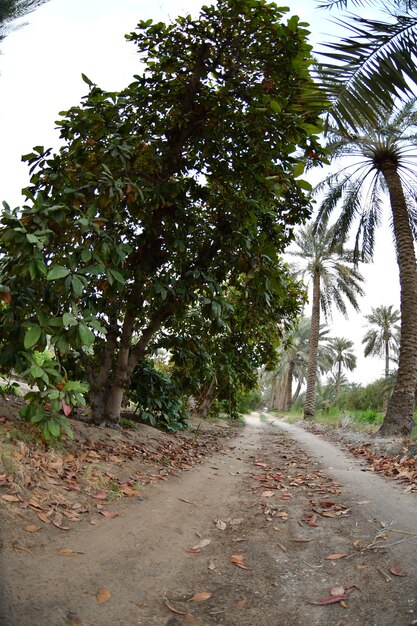 palmier dattier de la famille des palmiers cultivé pour ses fruits comestibles sucrés
