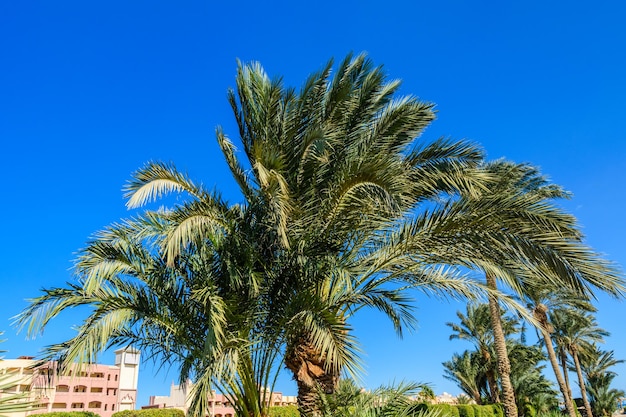 Palmier dattier vert contre le ciel bleu