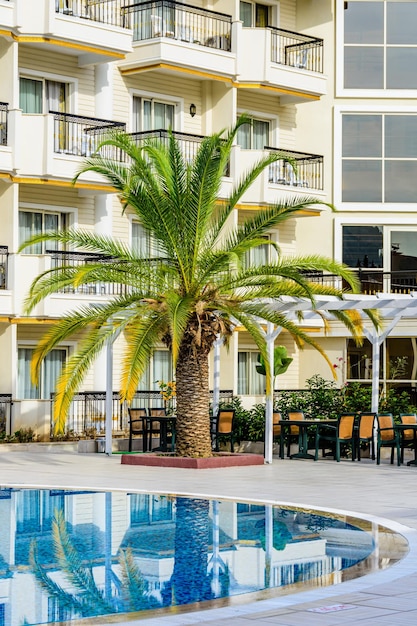 Palmier dattier vert poussant près de la piscine