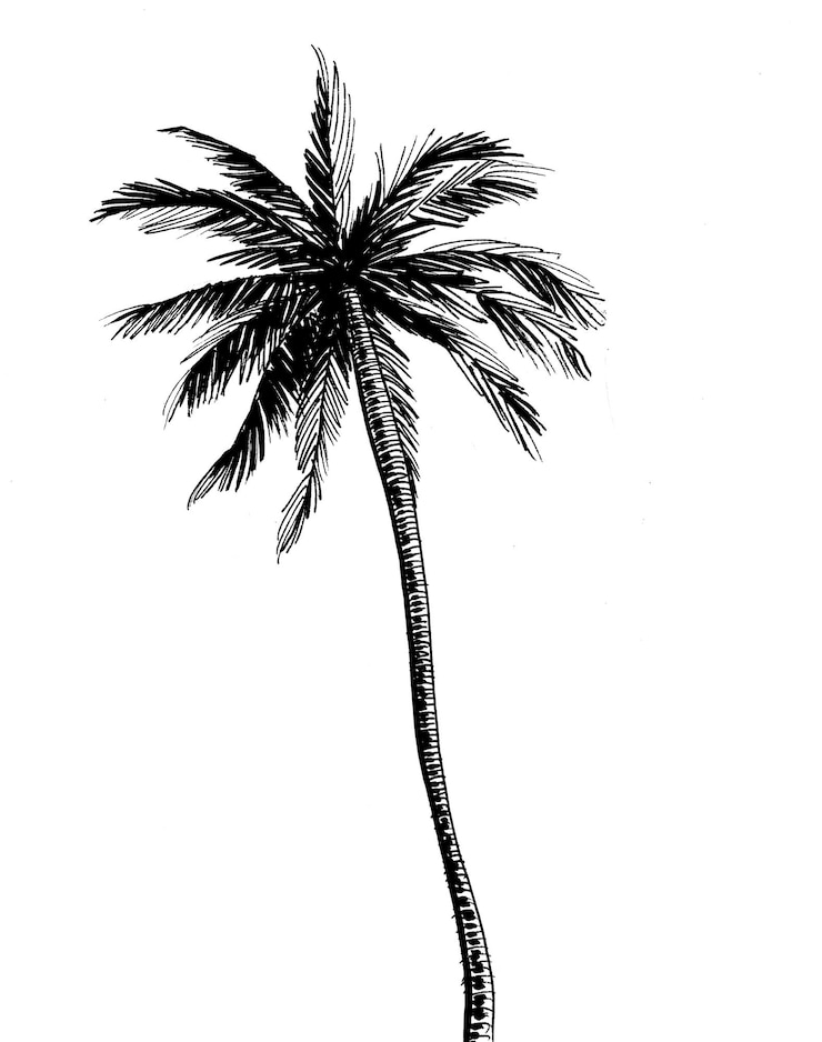 Photo palmier encre dessin noir et blanc