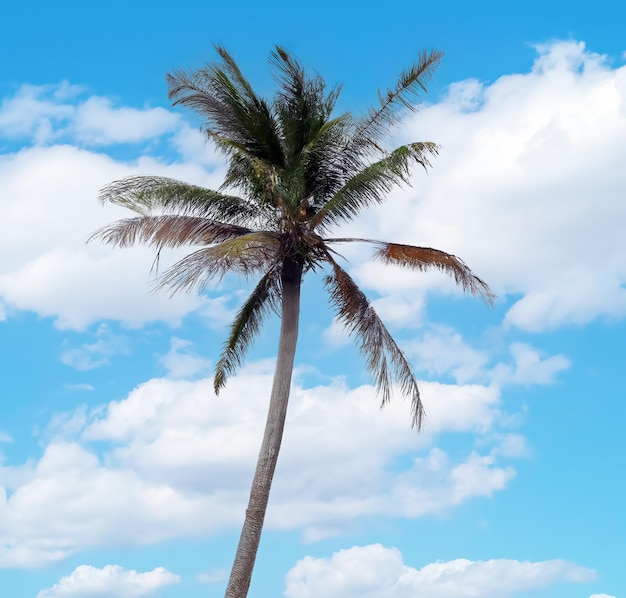 Un palmier est devant un ciel bleu avec des nuages.