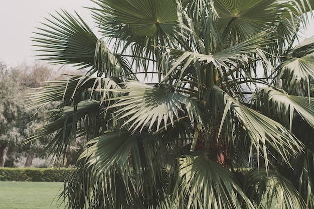 Palmier exotique dans un jardin