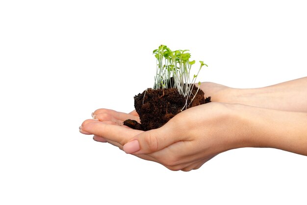 Palmier femelle tenant le sol avec de jeunes pousses de plantes