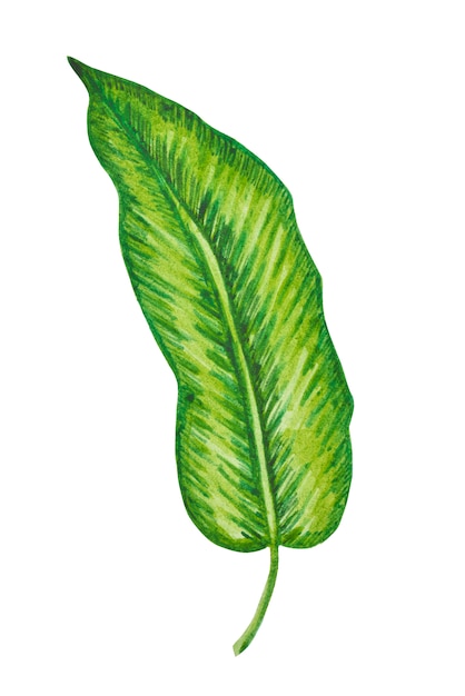 Palmier, feuille tropicale isolée. Illustration dessinée à la main. Été, élément de design.