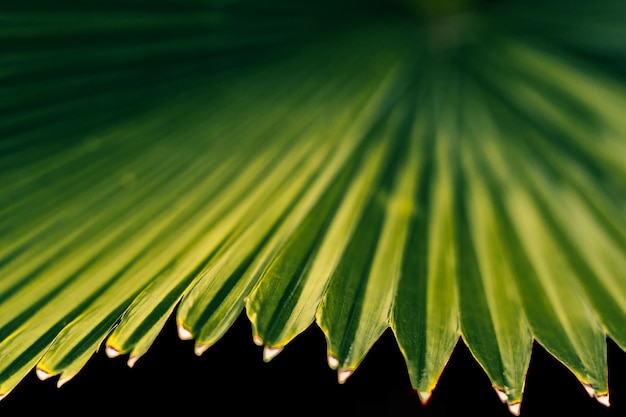 Palmier feuilles fond vert