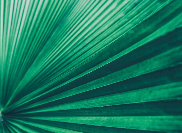 Palmier feuilles fond vert