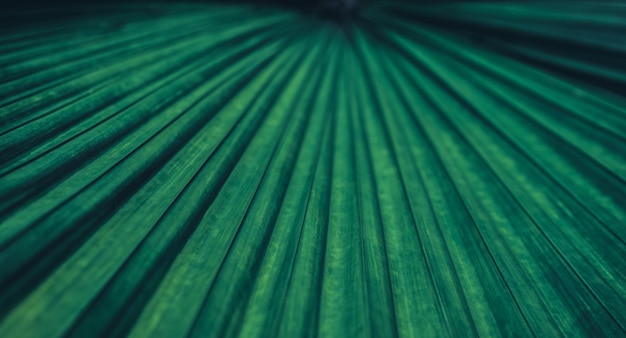 Palmier feuilles fond vert