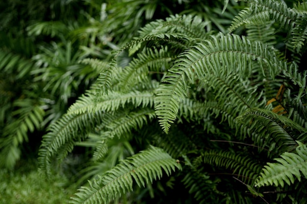 Palmier à feuilles larges avec sol en bois