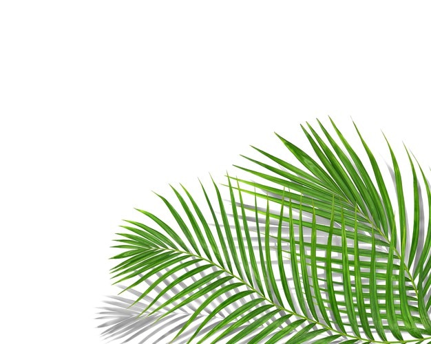 Palmier à feuilles vertes tropicales avec un fond d'ombre noire