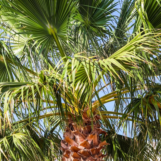 Palmier sur fond de ciel bleu en été Vacances d'été et concept de nature tropicale