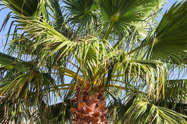 Palmier sur fond de ciel bleu en été