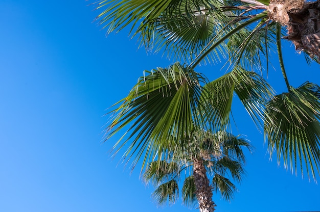 Palmier sur fond de ciel bleu avec une place pour une inscription.