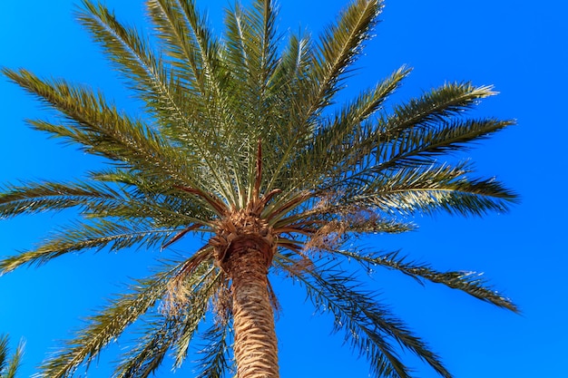 Palmier sur le fond de ciel bleu
