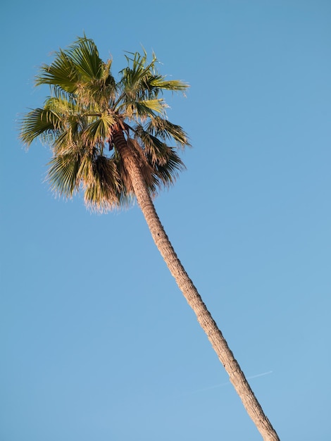 Palmier sur fond de ciel bleu