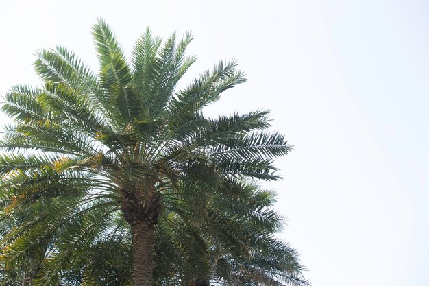 un palmier en gros plan contre le ciel