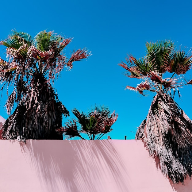 palmier île des Canaries mode minimal humeur de voyage