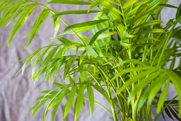 Photo palmier d'intérieur, plantes chrysalidocarpus lutescens areca, plantes à air domestique sur fond gris