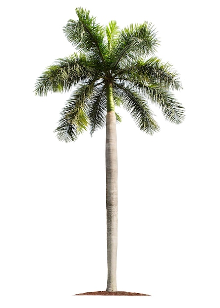 Palmier isolé sur fond blanc avec des chemins de détourage pour la conception de jardin