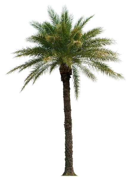Palmier isolé sur fond blanc avec des chemins de détourage