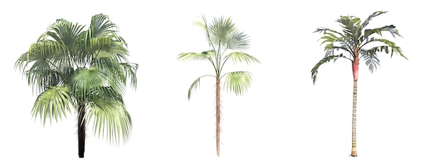 palmier isolé sur fond blanc, illustration 3D, rendu cg