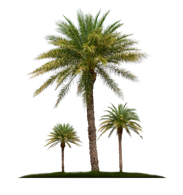 Palmier isolé sur fond blanc