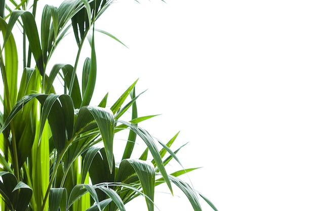 Palmier jaune (Chrysalidocarpus lutescens.) Feuilles sur fond blanc avec un espace pour le texte