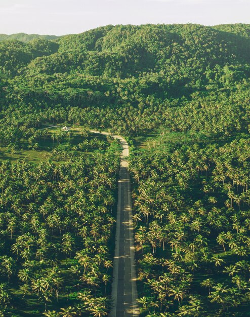 Palmier jungle aux Philippines. concept sur les voyages tropicaux wanderlust.