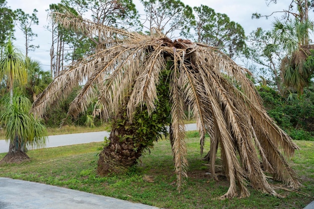 Palmier mort sec sur l'arrière-cour de la maison de la Floride