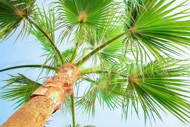 Palmier sur la nature au bord de la mer piscine fond