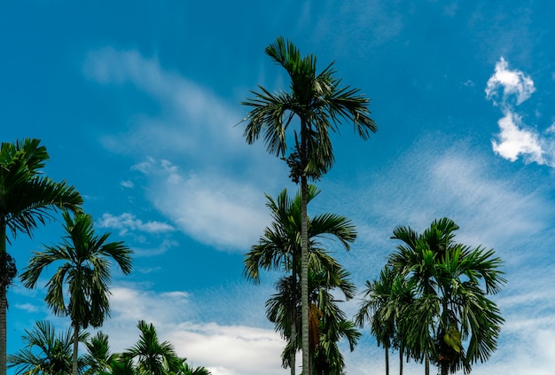 Palmier à noix d'arec (Areca catechu). Palmier noix de bétel avec ciel bleu et nuages blancs. Culture commerciale. Palmier tropical dans le jardin. Culture et plantation de palmiers à noix d'arec.