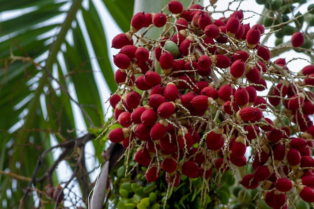 Le palmier à noix d'Areca rouge, le palmier au béthel, le catéchou à noix de Béthel, l'areca accroché à son arbre.