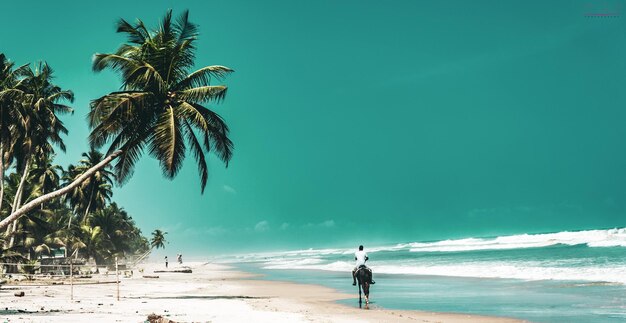 Photo un palmier à noix de coco à abidjan