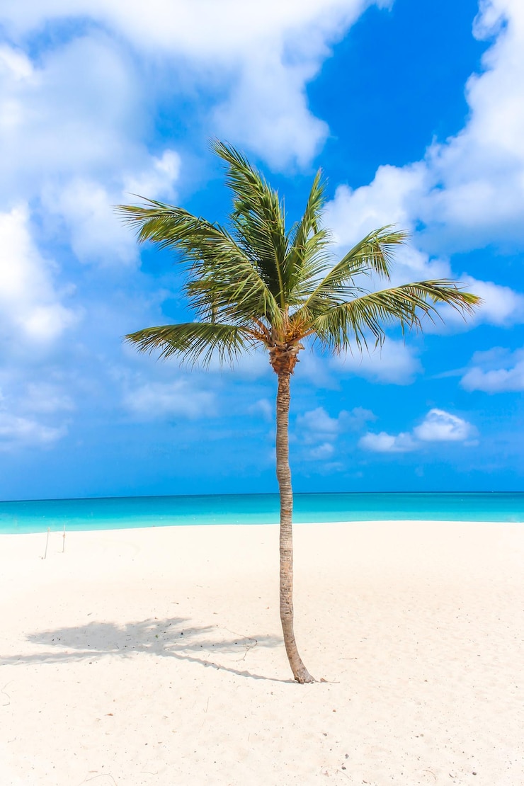Photo un palmier à noix de coco sur la plage contre le ciel